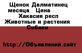   Щенок Далматинец 4месяца › Цена ­ 7 000 - Хакасия респ. Животные и растения » Собаки   
